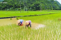 德保县敬德镇的田间地头呈现出一派繁忙劳作的景象 村民们正抢抓农时栽种秧苗
