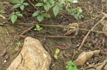 靖西市岳圩镇一村民在边境附近放羊时，在岩石旁发现两枚地雷