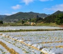 田林：破土开花的 “致富黄金”
