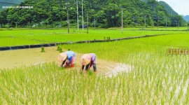 德保县敬德镇的田间地头呈现出一派繁忙劳作的景象 村民们正抢抓农时栽种秧苗