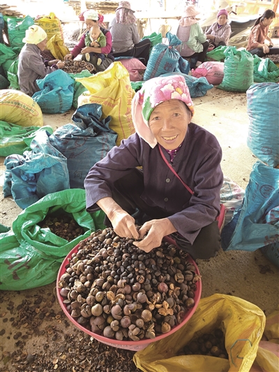 百色西林油茶丰收了 百色,西林,油茶,丰收,生茶