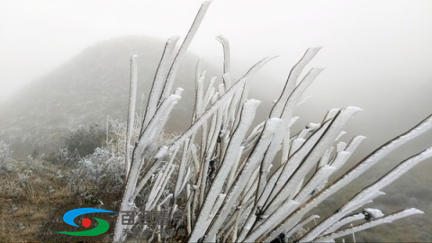 乐业真的下雪了，银装素裹！看雪坐标：草王山 乐业,真的,下雪,下雪了,银装