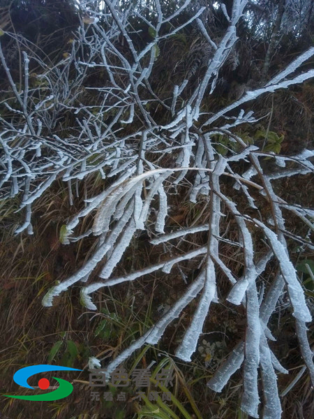 乐业真的下雪了，银装素裹！看雪坐标：草王山 乐业,真的,下雪,下雪了,银装