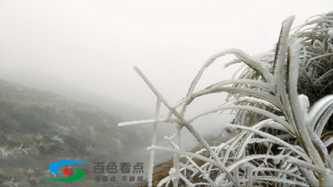 乐业真的下雪了，银装素裹！看雪坐标：草王山 乐业,真的,下雪,下雪了,银装