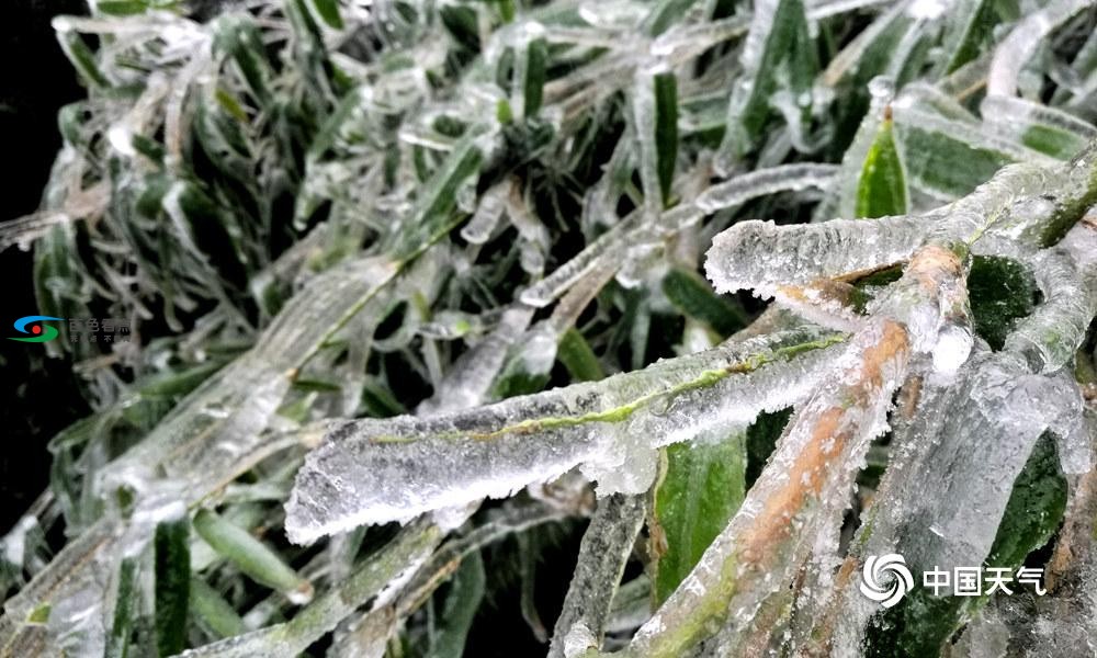 高清组图：百色出现冰冻雨雪天气 草木冻成冰柱 高清,组图,百色,出现,冰冻