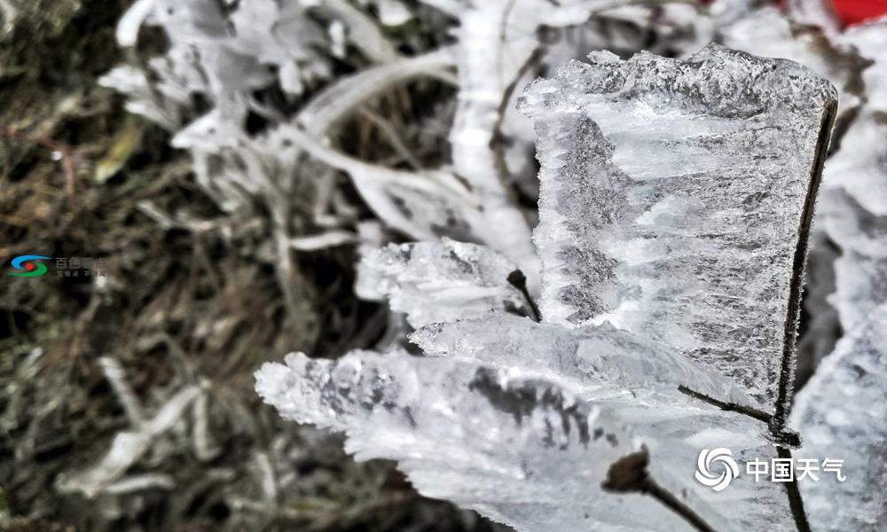 高清组图：百色出现冰冻雨雪天气 草木冻成冰柱 高清,组图,百色,出现,冰冻