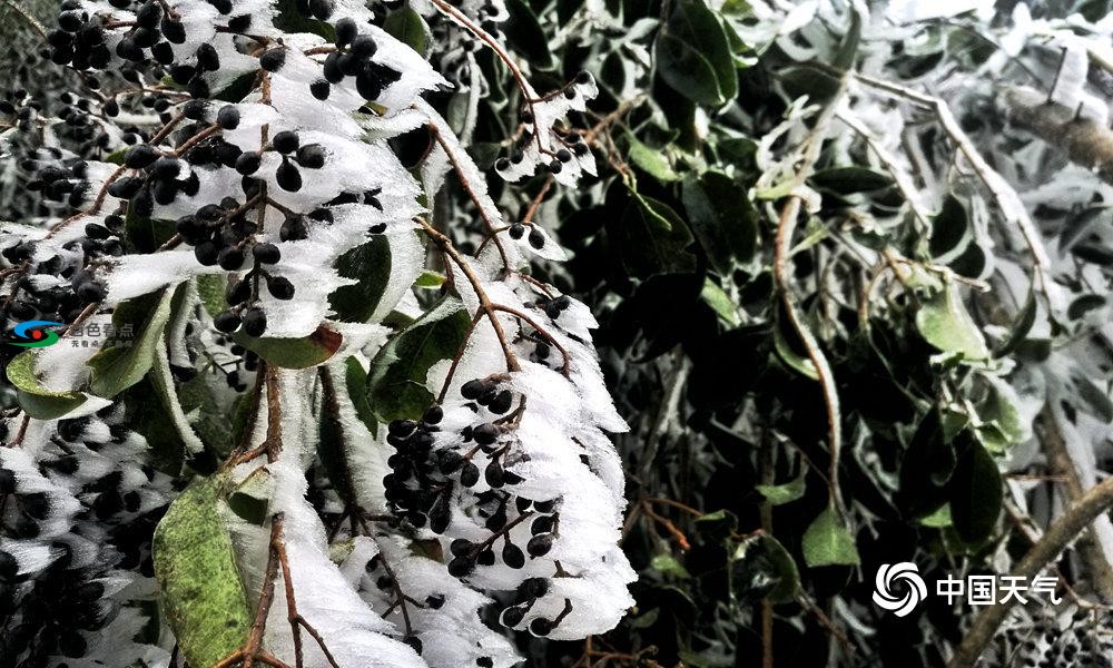 高清组图：百色出现冰冻雨雪天气 草木冻成冰柱 高清,组图,百色,出现,冰冻