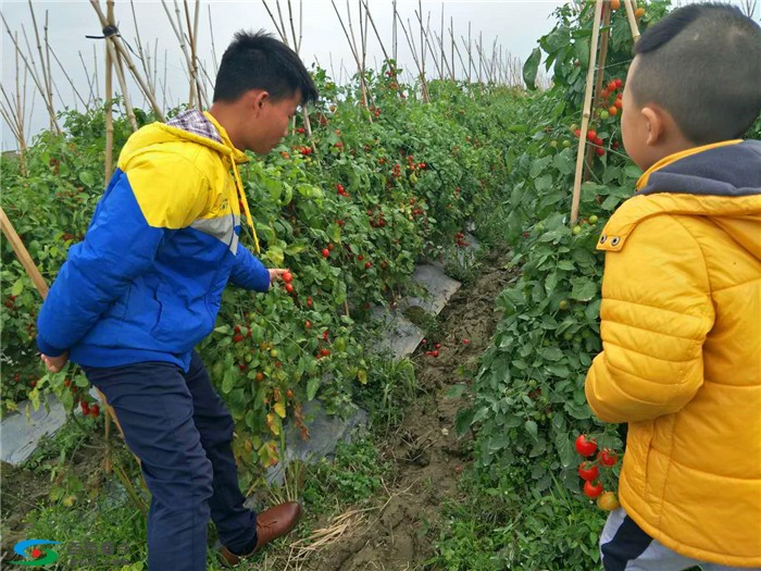 右江凯夫创业孵化基地组织成员赴田阳各种植基地学习考察 右江,江凯,凯夫,创业,创业孵化