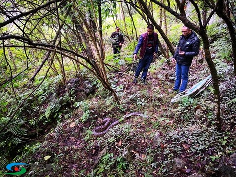 惊！田东公路边惊现蟒蛇！ 田东,公路,路边,惊现,蟒蛇