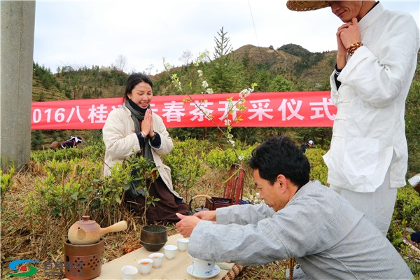 2019年春茶开采暨凌云县特殊学校联谊活动预告 2019,2019年,年春,春茶,开采