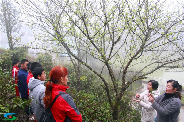 八桂凌云春茶开采，这群曾经震撼全国的小天使与我们同行 八桂,桂凌,桂凌云,凌云,云春