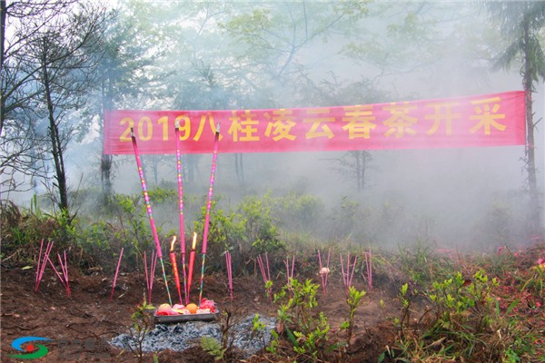 八桂凌云春茶开采，这群曾经震撼全国的小天使与我们同行 八桂,桂凌,桂凌云,凌云,云春