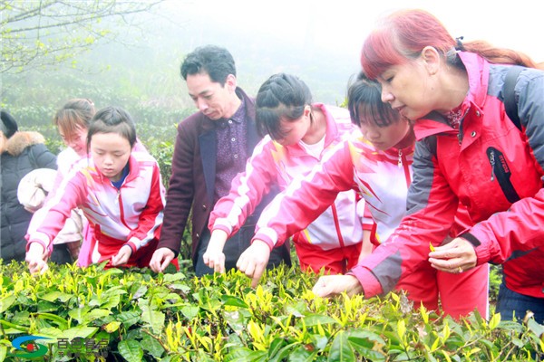 八桂凌云春茶开采，这群曾经震撼全国的小天使与我们同行 八桂,桂凌,桂凌云,凌云,云春