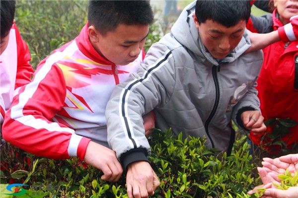 八桂凌云春茶开采，这群曾经震撼全国的小天使与我们同行 八桂,桂凌,桂凌云,凌云,云春