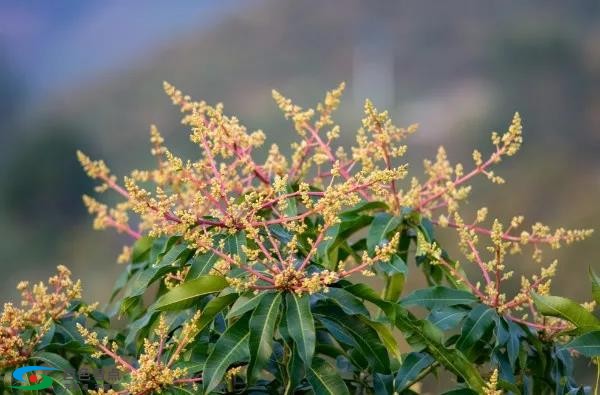 百色的芒果花开了，去打工的你怎么还不回来？ 百色,色的,芒果,芒果花,花开