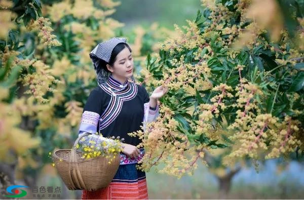 百色的芒果花开了，去打工的你怎么还不回来？ 百色,色的,芒果,芒果花,花开