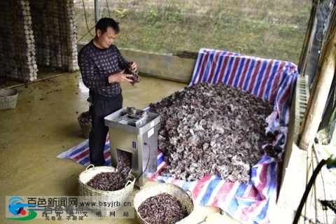 搞特色种植，德保这些村民值得其他县农民学习 特色,特色种植,种植,德保,这些