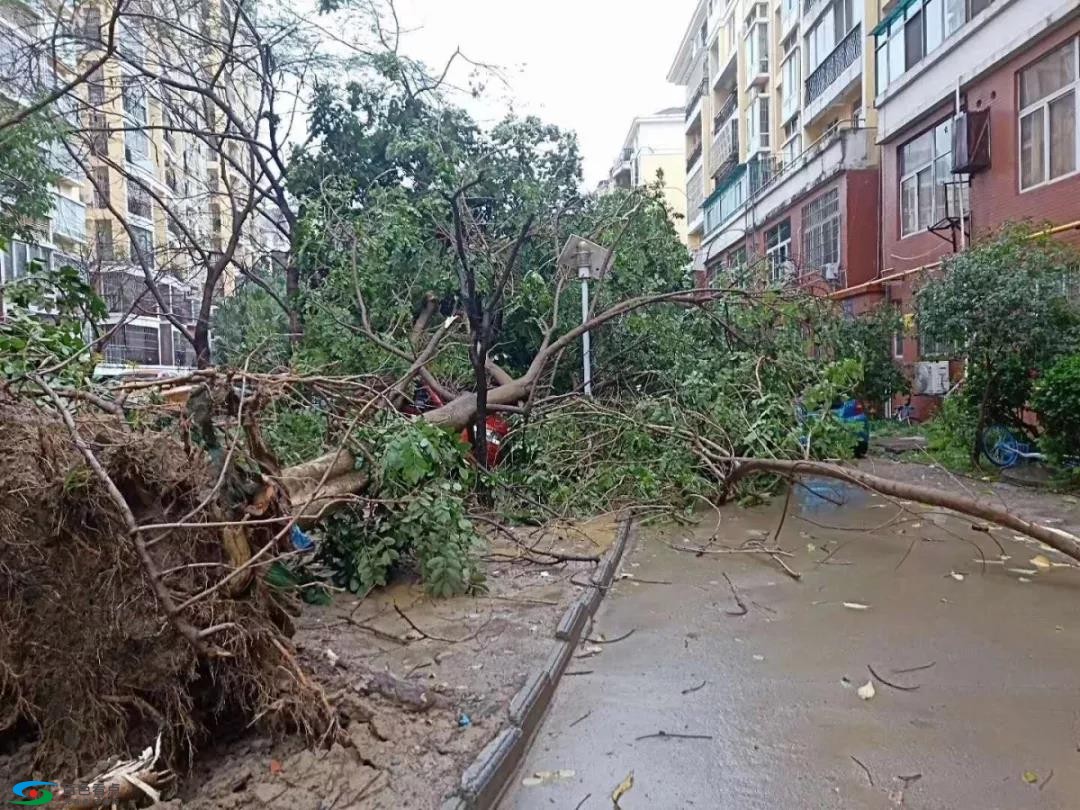 百色暴雨+“妖风”，大树被连根拔起，大棚被刮倒…… 百色,暴雨,妖风,大树,连根