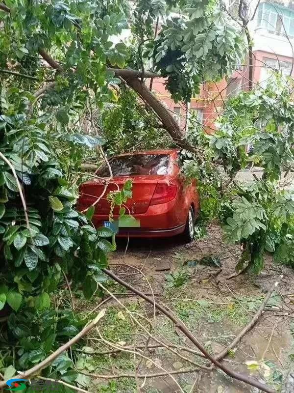 百色暴雨+“妖风”，大树被连根拔起，大棚被刮倒…… 百色,暴雨,妖风,大树,连根