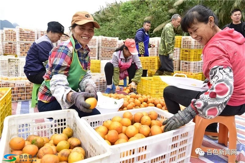 德保柑橘大丰收！年产值13.8亿元，带动1500多户贫困户增收 德保,柑橘,大丰,大丰收,丰收