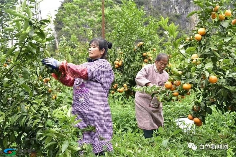 德保柑橘大丰收！年产值13.8亿元，带动1500多户贫困户增收 德保,柑橘,大丰,大丰收,丰收