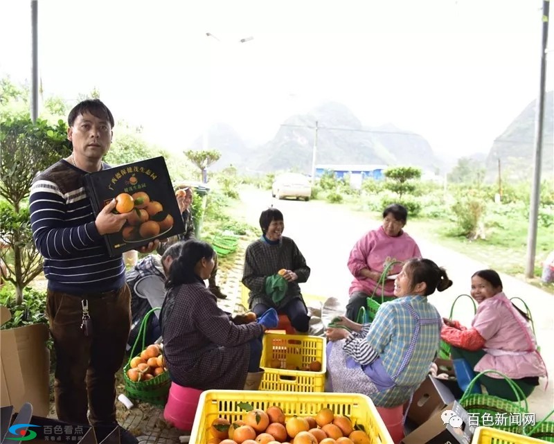 德保柑橘大丰收！年产值13.8亿元，带动1500多户贫困户增收 德保,柑橘,大丰,大丰收,丰收