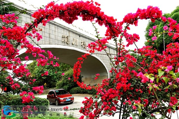 百色市区多处地方三角梅怒放！仿佛一座“空中花园” 百色,百色市,市区,地方,方三