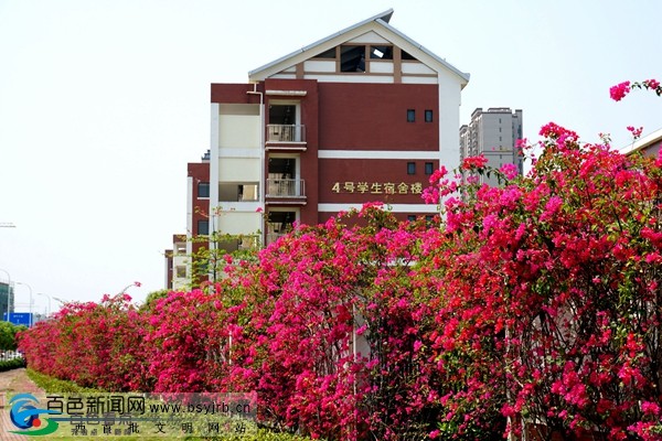 百色市区多处地方三角梅怒放！仿佛一座“空中花园” 百色,百色市,市区,地方,方三