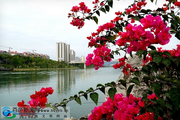 百色市区多处地方三角梅怒放！仿佛一座“空中花园” 百色,百色市,市区,地方,方三