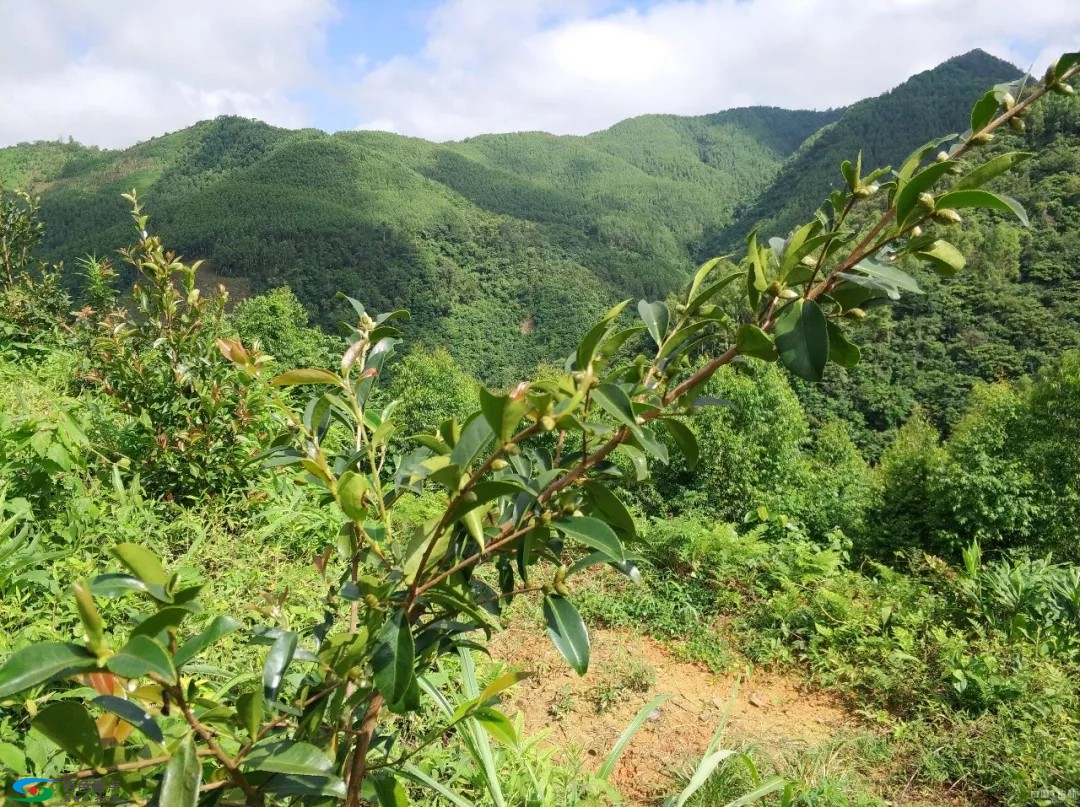 百色田林县：油茶林成“致富林”，产值达3000多万元 百色,田林,田林县,林县,油茶