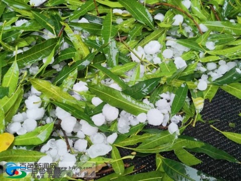 百色昨日澄碧湖一带突遭冰雹袭击，最大如鸡蛋 百色,昨日,澄碧,澄碧湖,碧湖