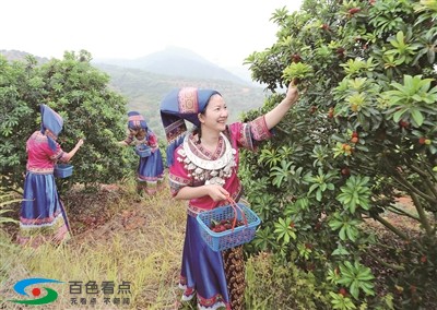 百色右江区：杨梅采摘正当时 百色,右江,右江区,江区,杨梅