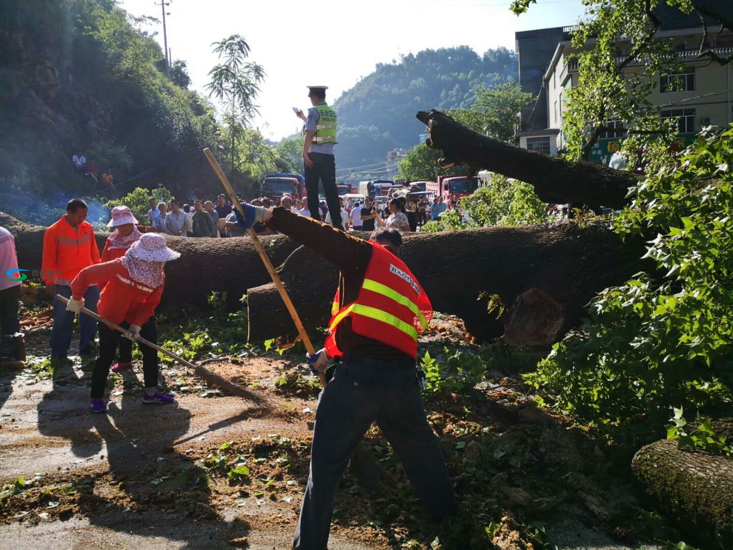 乐业县公路边一大树倾倒，养护部门全力抢通 乐业,乐业县,县公,县公路,公路