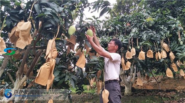 百色右江区：23万亩芒果进入采摘期，助老区农民脱贫奔康 百色,右江,右江区,江区