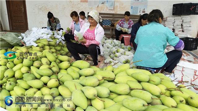 百色右江区：23万亩芒果进入采摘期，助老区农民脱贫奔康 百色,右江,右江区,江区