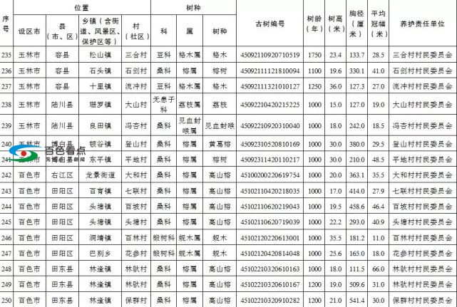 百色市这47棵古树树龄均超千年 列为特级保护古树 百色,百色市,古树,树树