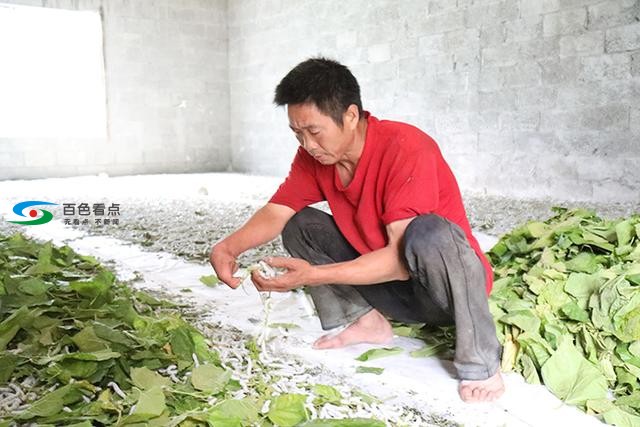 记百色市凌云县沙里瑶族乡弄塘村蚕农刘进飞 百色,百色市,凌云,凌云县,云县