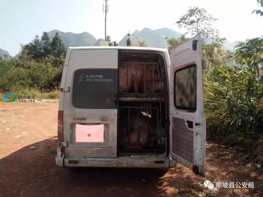 一司机往那坡私运生猪，为躲避警车驶入小道，结果…… 司机,往那,那坡,私运,运生