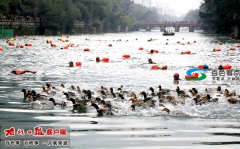 百色：千人跳入凌云泗水河抢鸭子！ 百色,千人,跳入,入凌,凌云