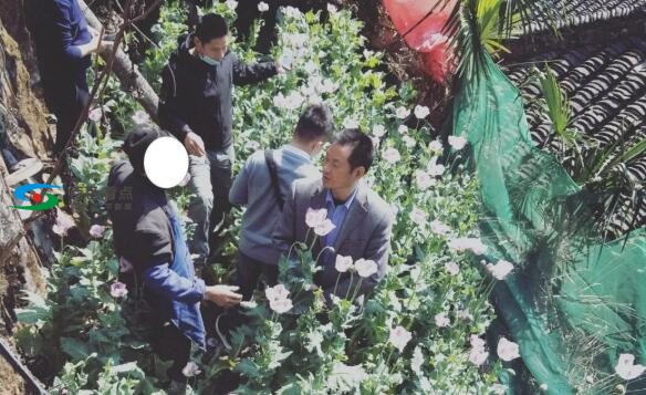 百色乐业一大叔非法种植罂粟140株被抓…… 百色,乐业,业一,一大,大叔