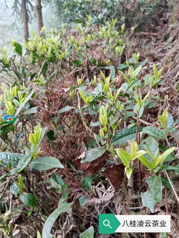 新冠疫情抵挡不住春天的脚步 八桂凌云春茶依然与君同在 疫情,抵挡,挡不住,春天,脚步