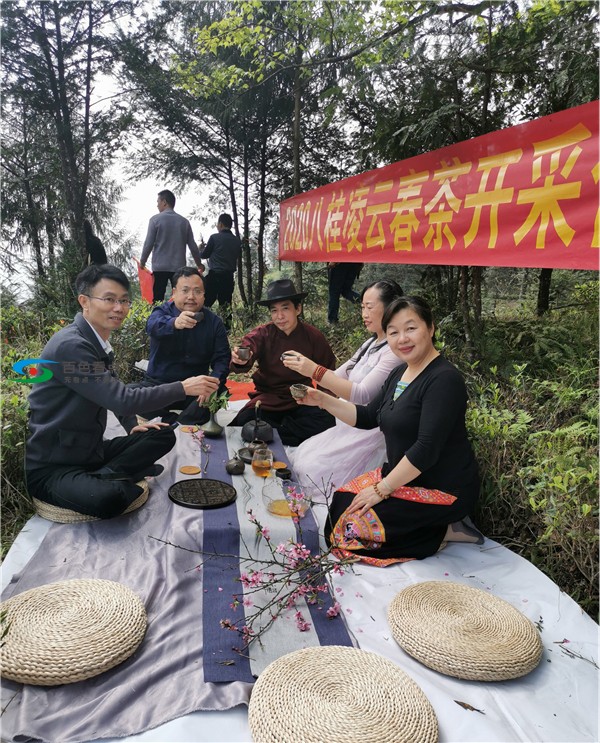 新冠疫情抵挡不住春天的脚步 八桂凌云春茶依然与君同在 疫情,抵挡,挡不住,春天,脚步