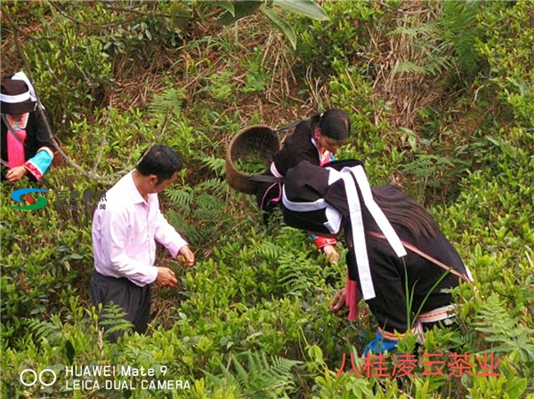 新冠疫情抵挡不住春天的脚步 八桂凌云春茶依然与君同在 疫情,抵挡,挡不住,春天,脚步