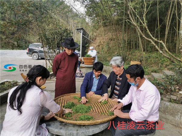 新冠疫情抵挡不住春天的脚步 八桂凌云春茶依然与君同在 疫情,抵挡,挡不住,春天,脚步