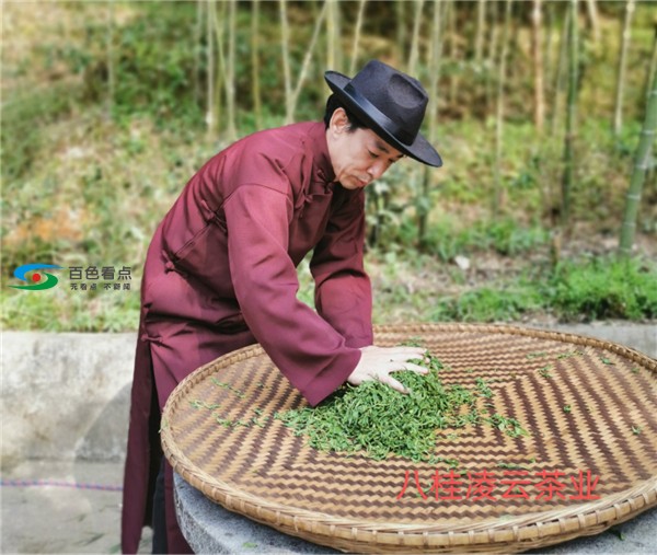 新冠疫情抵挡不住春天的脚步 八桂凌云春茶依然与君同在 疫情,抵挡,挡不住,春天,脚步