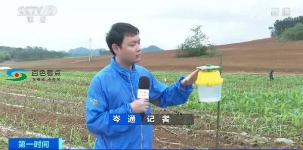 广西多地遭外来生物侵袭 9000多亩农田遭殃 广西,西多,外来,外来生物,来生