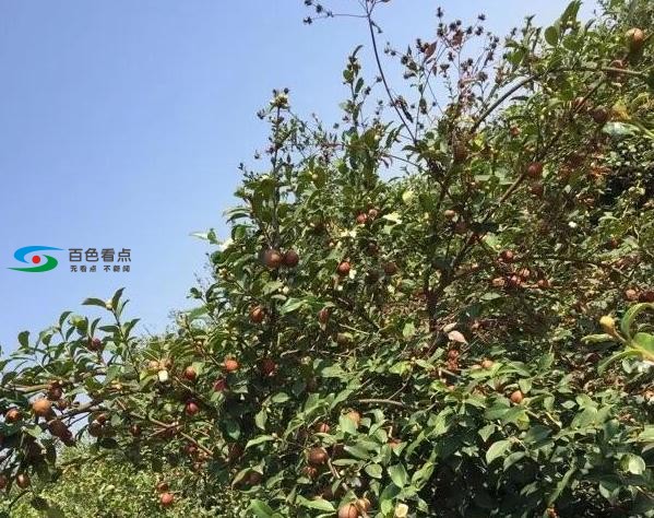 百色凌云县有8个乡镇种植油茶 为何年年油茶产量不好？ 百色,凌云,凌云县,云县,8个