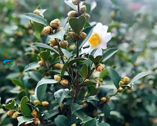 百色凌云县有8个乡镇种植油茶 为何年年油茶产量不好？ 百色,凌云,凌云县,云县,8个