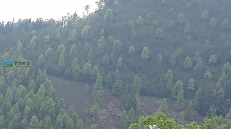 乐业旅游景区八角低产林改造项目等您一起赚 乐业,旅游,旅游景区,游景,景区