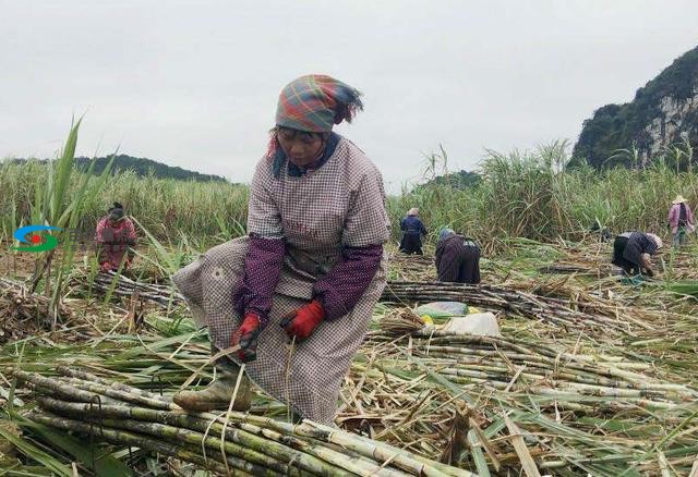 为什么蔗农都愿意请越南女工砍甘蔗，仅是为了工价便宜？ 为什么,什么,蔗农,愿意,越南